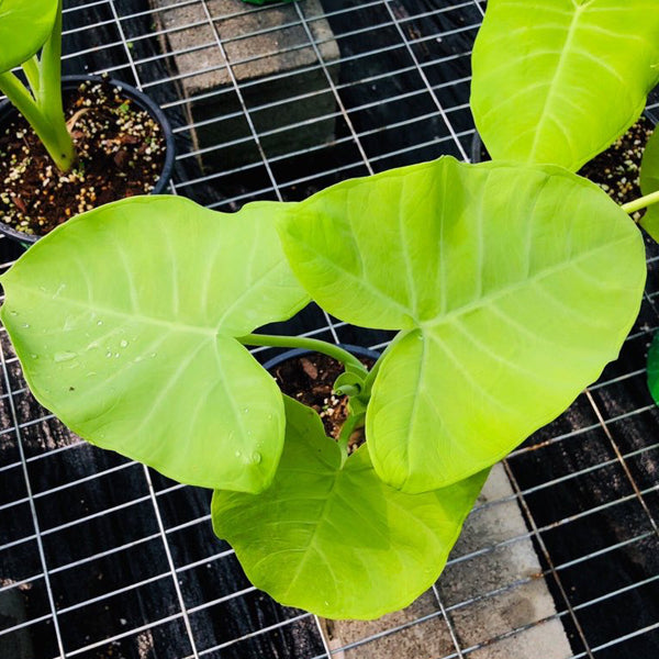 檸檬千年芋 Xanthosoma lime zinger:圖片 4