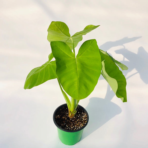 檸檬千年芋 Xanthosoma lime zinger:圖片 5