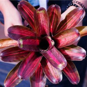 五彩鳳梨屬 Zoae cnovar (Neoregelia)