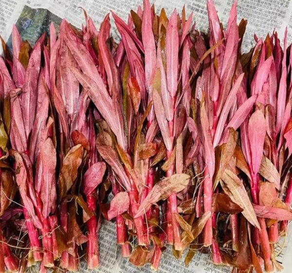 紅柳 (Ammannia gracilis)：圖片 3