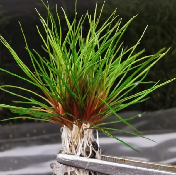吐血古精 Blood vomit (Eriocaulon sp. Australia red)：圖片 3