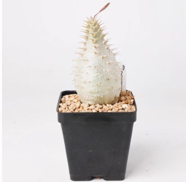 象牙宮 Pachypodium rosulatum var. gracilius：圖片 3