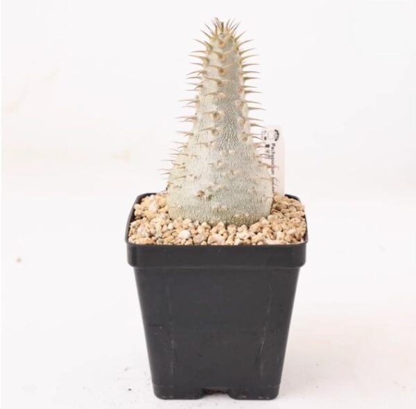 象牙宮 Pachypodium rosulatum var. gracilius：圖片 4
