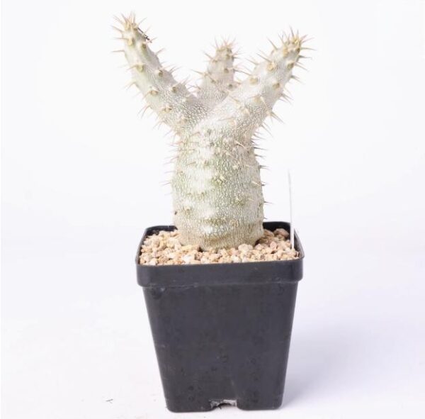 象牙宮 Pachypodium rosulatum var. gracilius：圖片 5