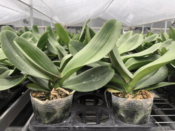大白花蝴蝶蘭 Moth Orchid (Phalaenopsis Sogo Yukidian 'V3' CCE/AOS)：圖片 6