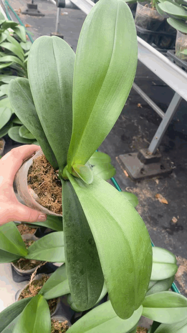 大白花蝴蝶蘭 Moth Orchid (Phalaenopsis Sogo Yukidian 'V3' CCE/AOS)：圖片 5