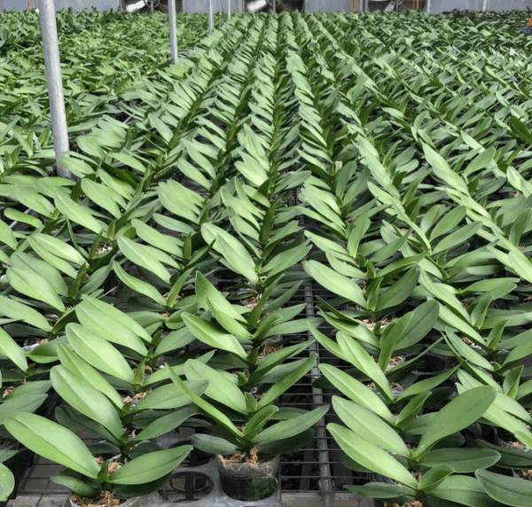 大白花蝴蝶蘭 Moth Orchid (Phalaenopsis Sogo Yukidian 'V3' CCE/AOS)：圖片 7