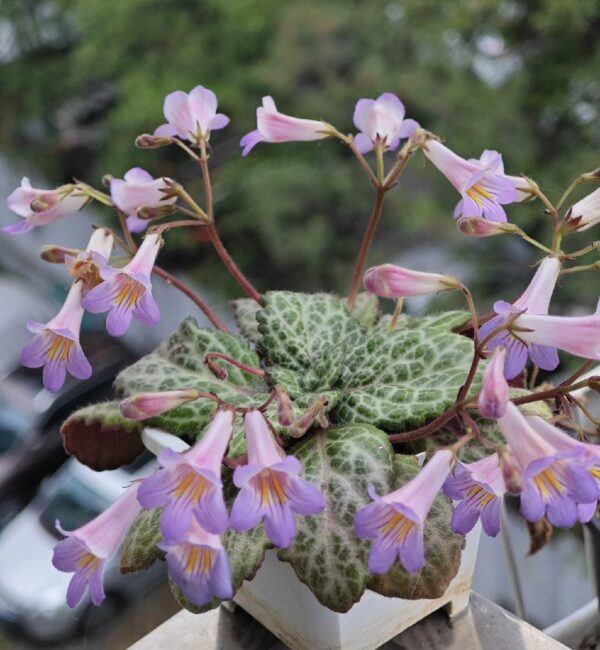 報春苣苔 Primulina guizhongensis 微景觀植物 水陸缸觀葉植物