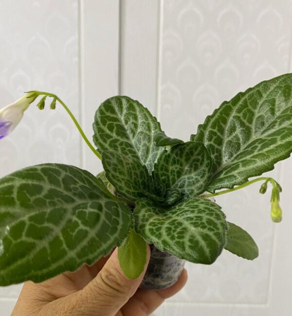 報春苣苔 Primulina guizhongensis 微景觀植物 水陸缸觀葉植物