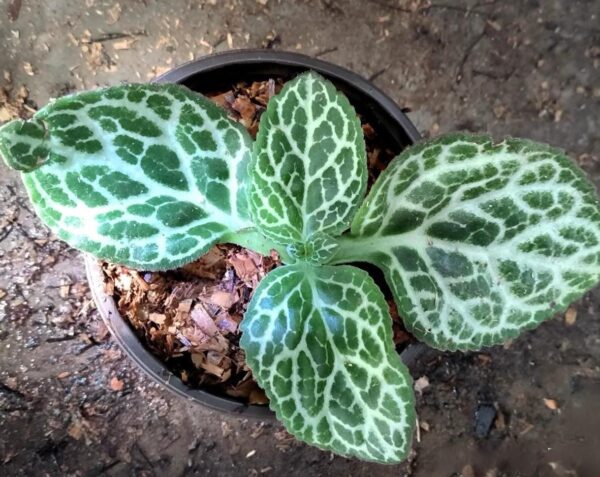 報春苣苔屬 Primulina guizhongensis：圖片 2