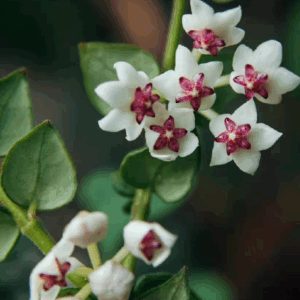 景洪球蘭 Hoya chinghungensis