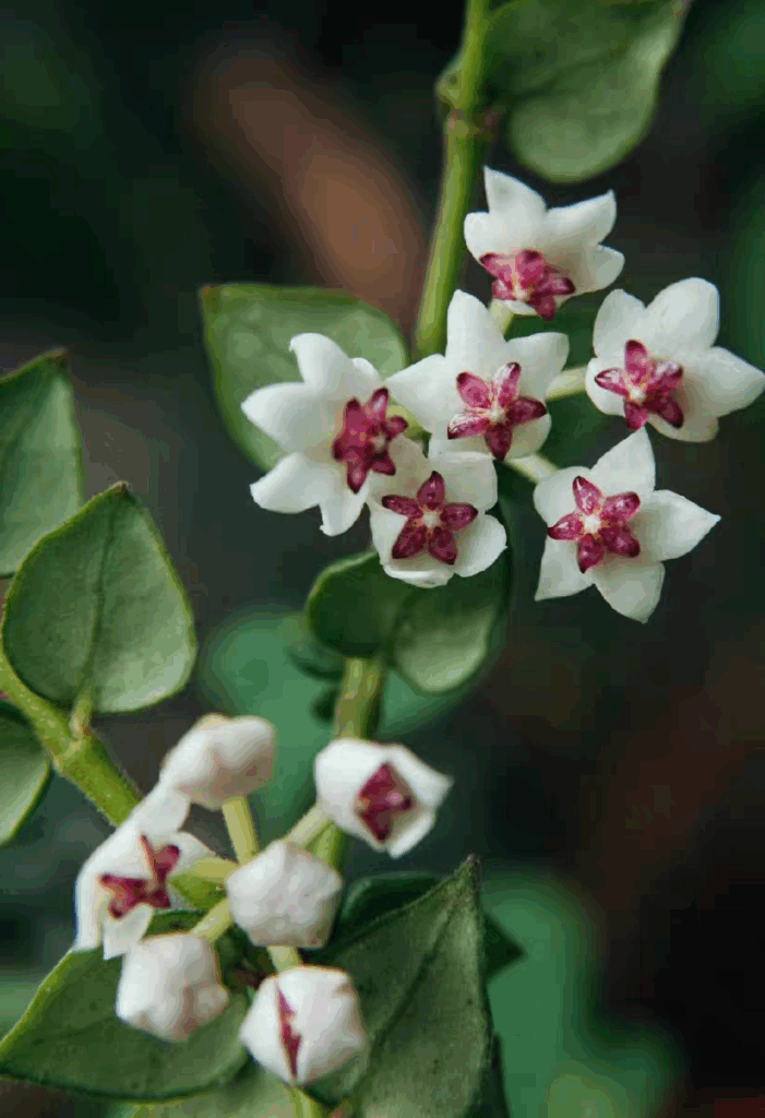 景洪球蘭 Hoya chinghungensis