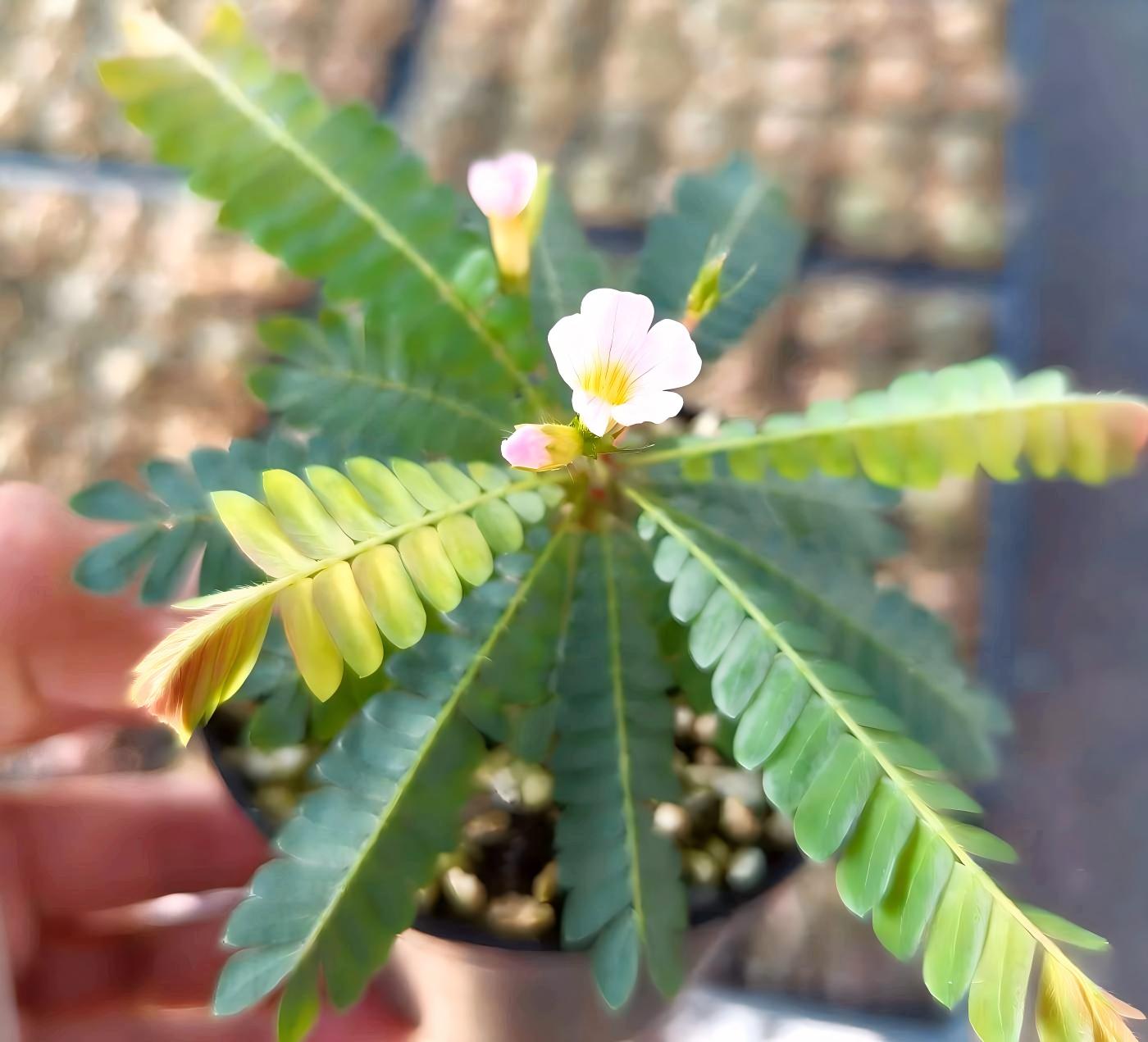 感應草 Biophytum sp.