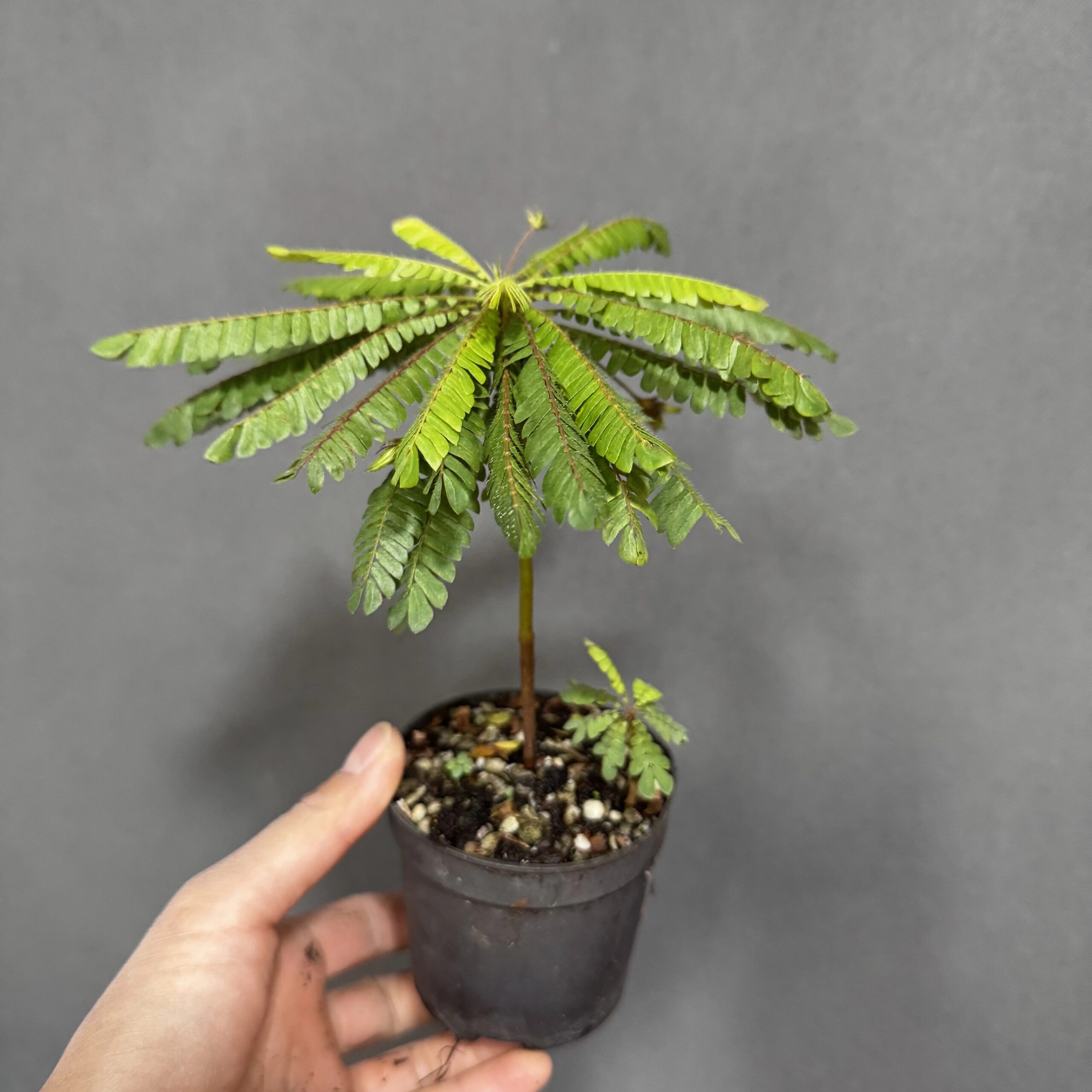 感應草 Biophytum sp.:圖片 3