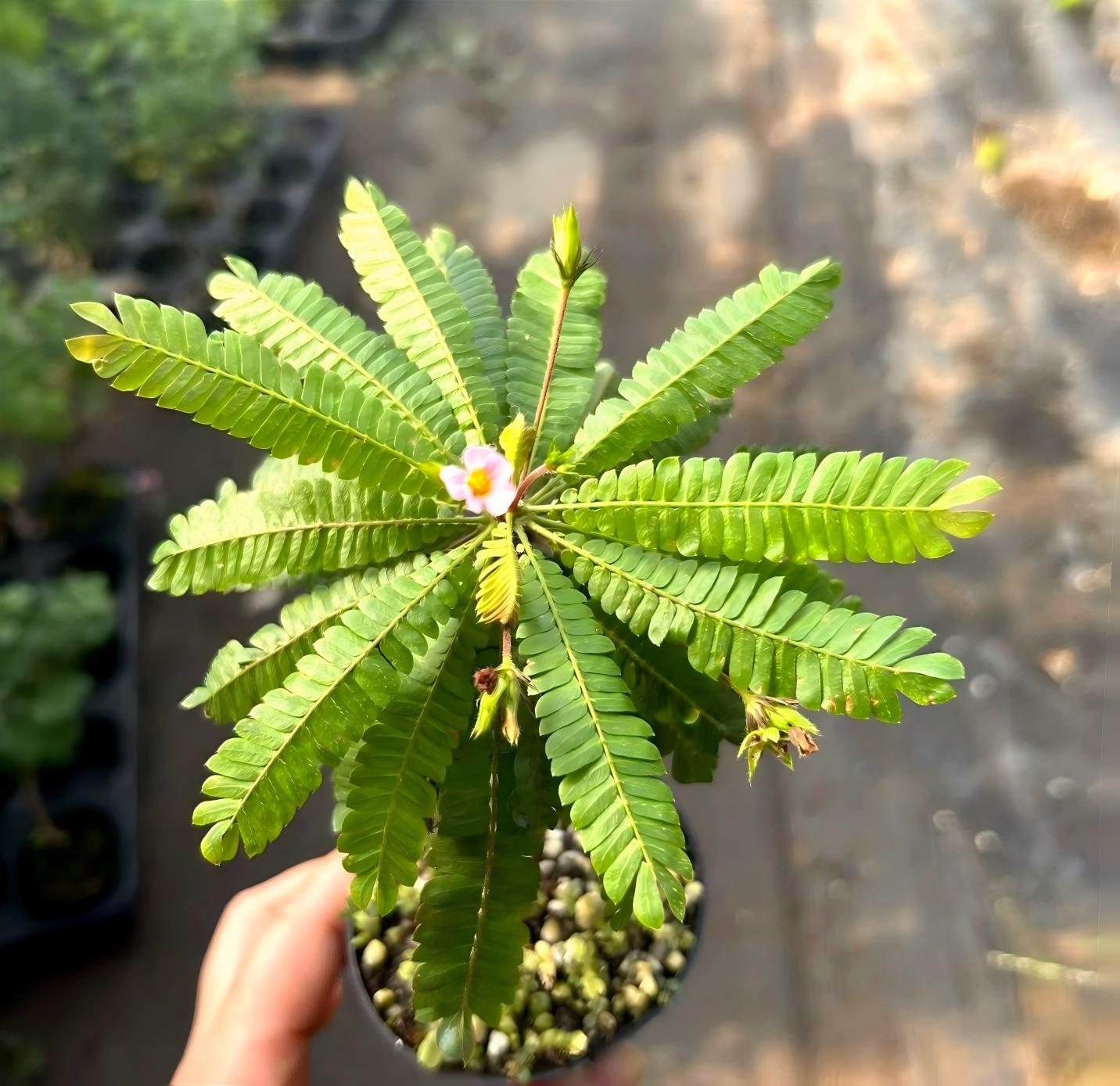 感應草 Biophytum sp.:圖片 2