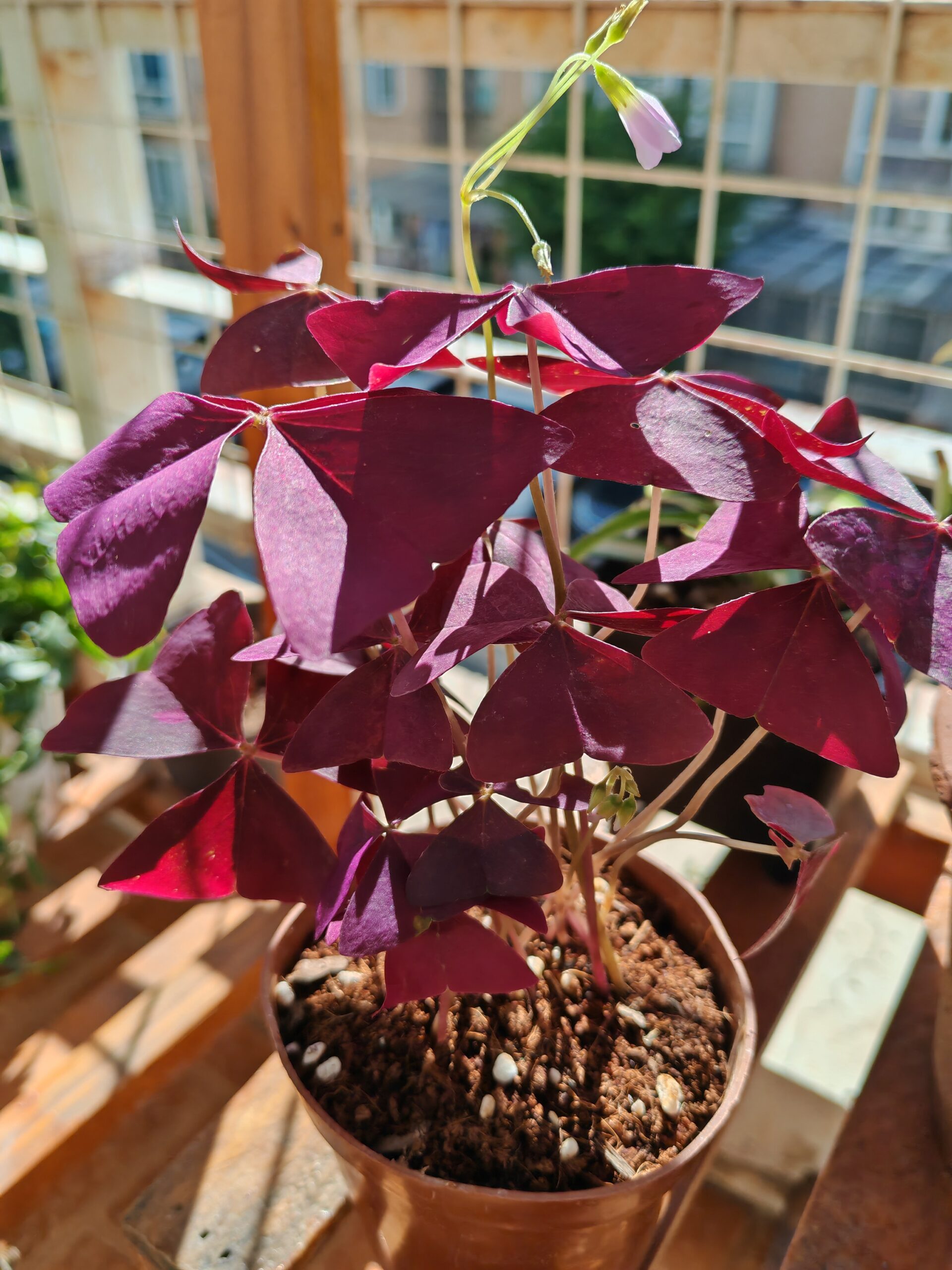 紫葉酢漿草 False Shamrock (Oxalis triangularis):圖片 3