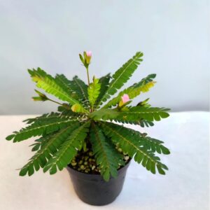 粉花感應草 Biophytum sp.