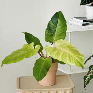 雪堆蔓綠絨 Philodendron snowdrift