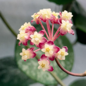 加汀山毬蘭 Hoya gunung gading