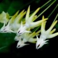 流星毬蘭內錦 Hoya multiflora variegata