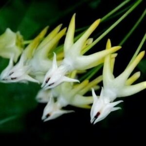 流星毬蘭內錦 Hoya multiflora variegata