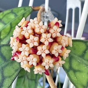 淡味球蘭|西瓜皮毬蘭 Hoya callistophylla