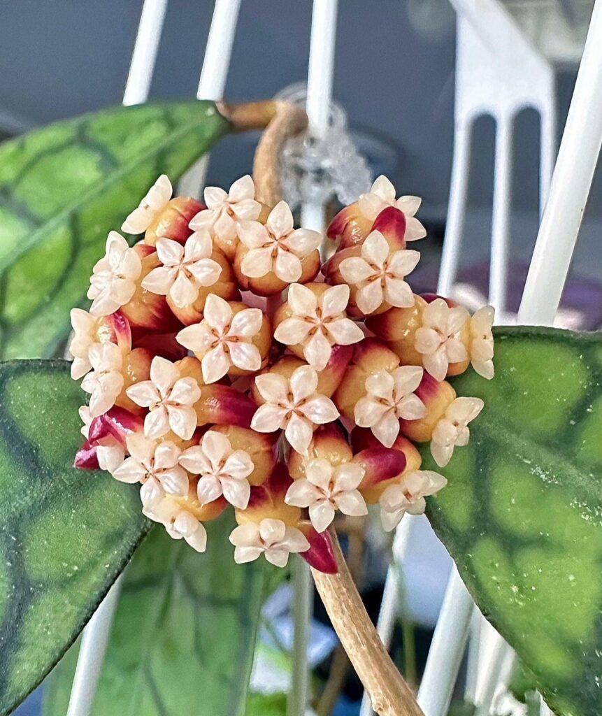 淡味球蘭|西瓜皮毬蘭 Hoya callistophylla