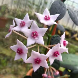 石生球蘭 Hoya lithophytica no.2