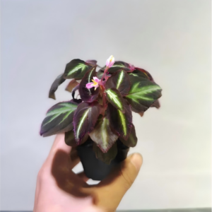 蜂鬥草 Sonerila sp. Thong pha phum