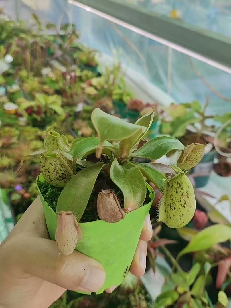 斑蘋果豬籠草|圓瓶型食蟲植物 Nepenthes ampullaria hybrid:圖片 2