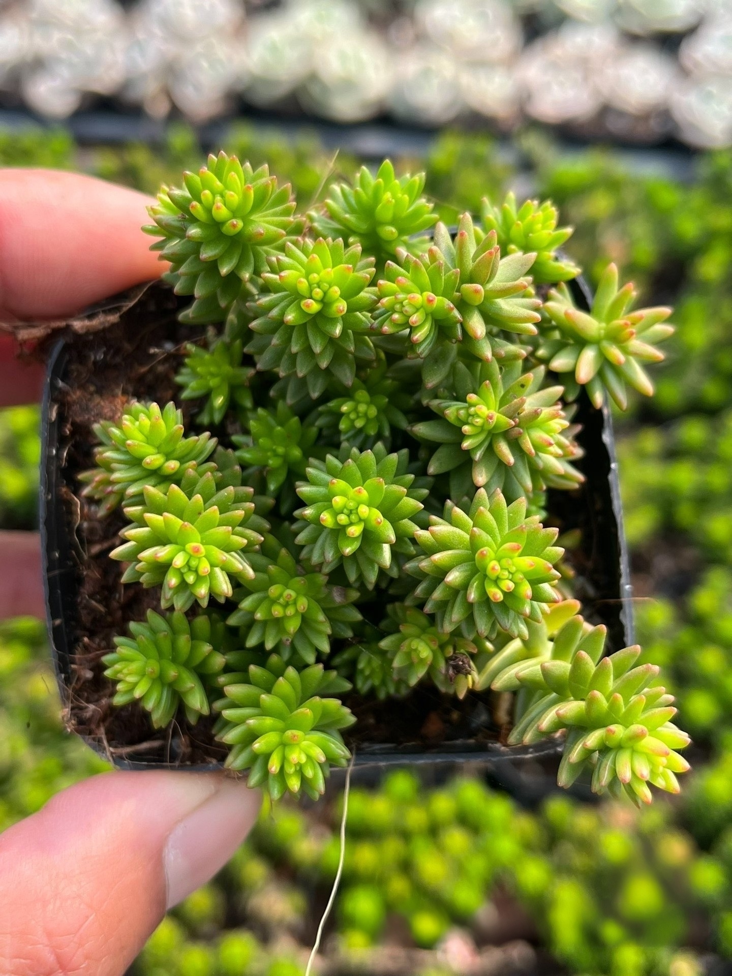白花小松 Crassula mesembryanthemoides:圖片 2