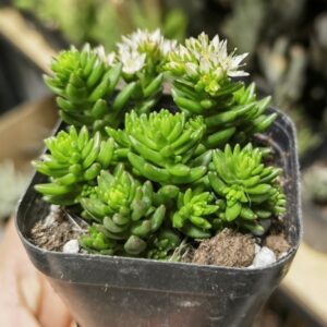 白花小松 Crassula mesembryanthemoides