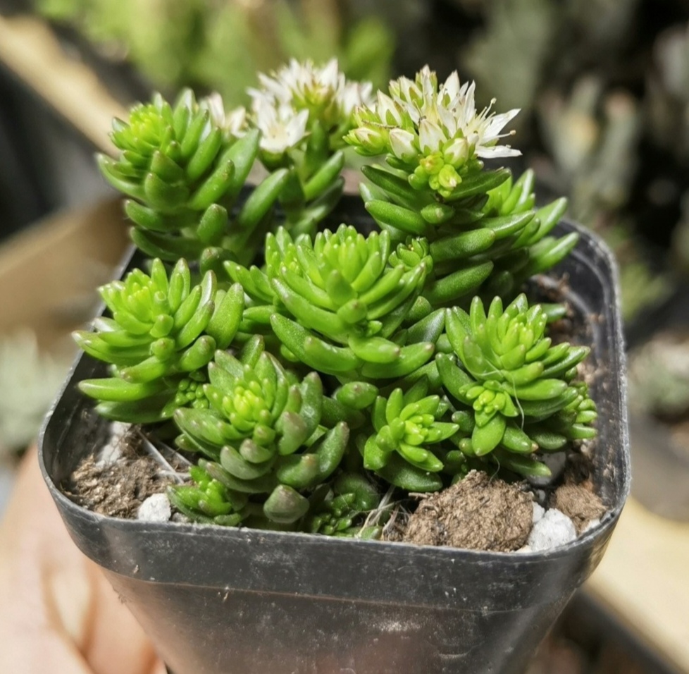 白花小松 Crassula mesembryanthemoides