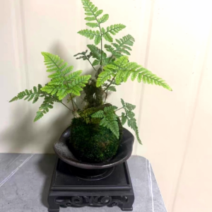 杯蓋陰石蕨 Rabbit's Foot Fern (Humata griffithiana)