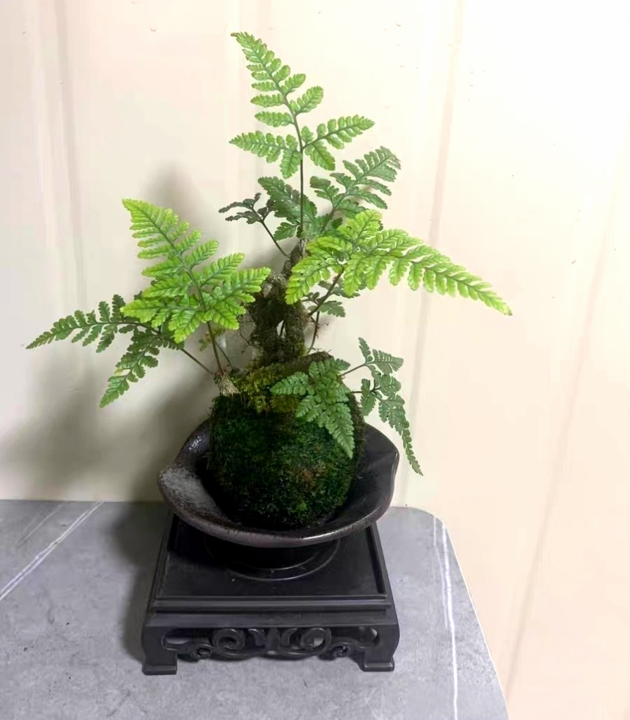杯蓋陰石蕨 Rabbit's Foot Fern (Humata griffithiana)