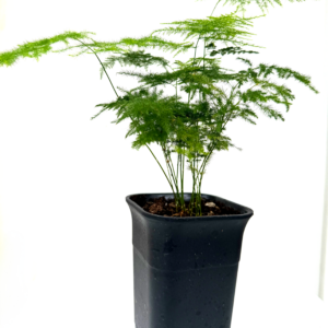 文竹 Asparagus Fern Plumosus (Asparagus setaceus)