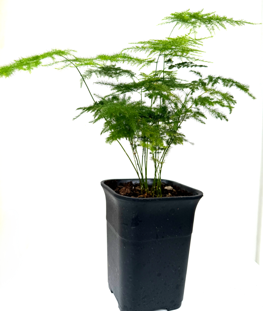 文竹 Asparagus Fern Plumosus (Asparagus setaceus)