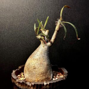 象牙宮 Pachypodium rosulatum var. gracilius