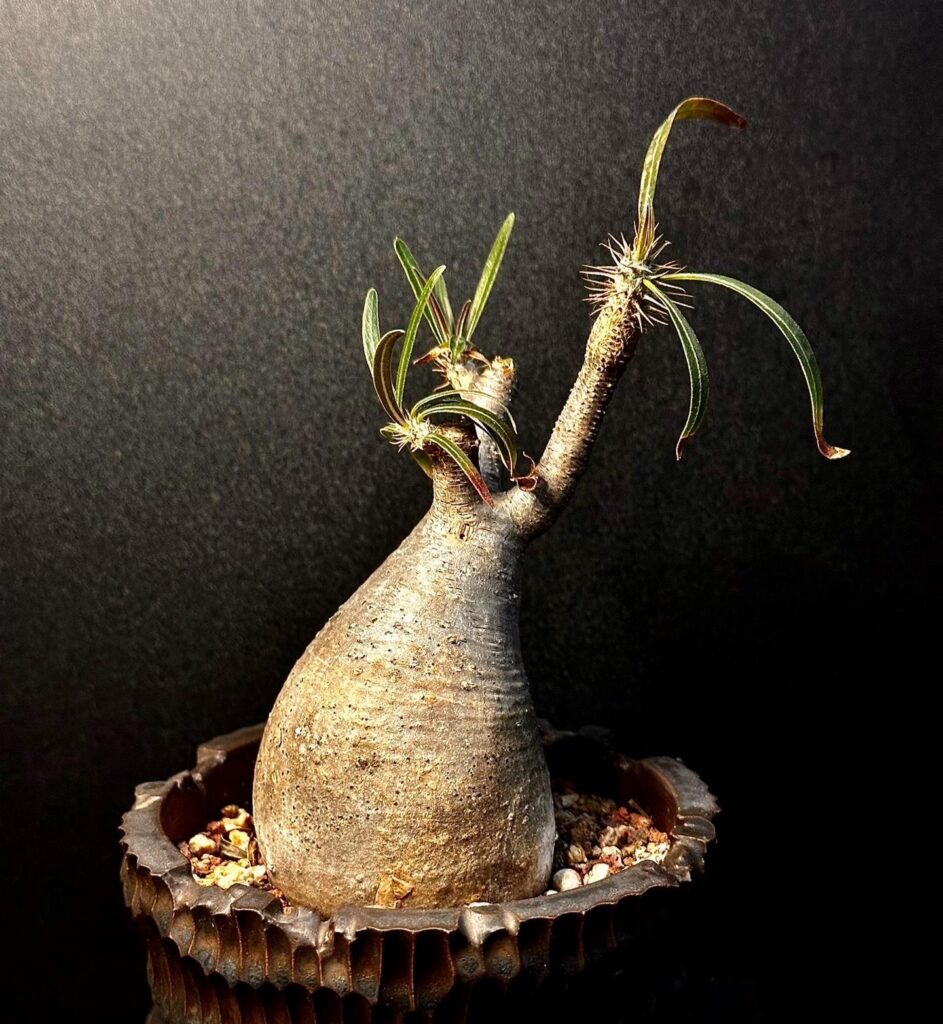 象牙宮 Pachypodium rosulatum var. gracilius
