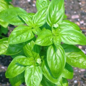 意大利甜羅列（Lollo Bionda）