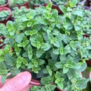 草莓薄荷