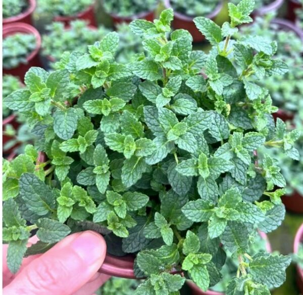 草莓薄荷（Mentha × piperita 'Strawberry'）