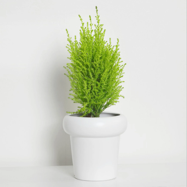 金冠柏（*Cupressus macrocarpa* 'Goldcrest'）