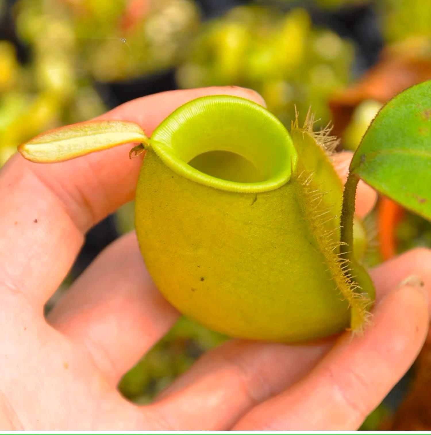 綠蘋果豬籠草(Nepenthes 'Green Apple'):圖片 2