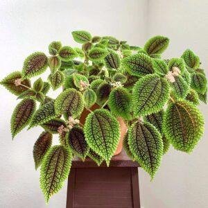 冷水花皺葉椒草 Peperomia caperata 'Ripple'