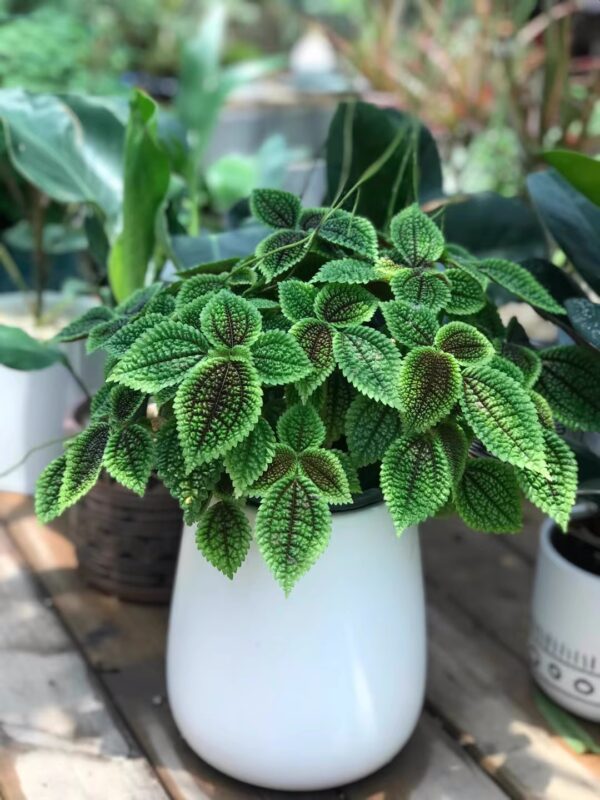 冷水花皺葉椒草 Peperomia caperata 'Ripple'：圖片 2
