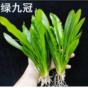大葉綠九冠 Echinodorus uruguayensis