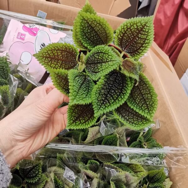 冷水花皺葉椒草 Peperomia caperata 'Ripple'：圖片 3