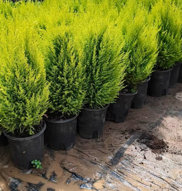 金冠柏（*Cupressus macrocarpa* 'Goldcrest'）：圖片 2