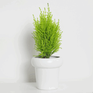 金冠柏（*Cupressus macrocarpa* 'Goldcrest'）